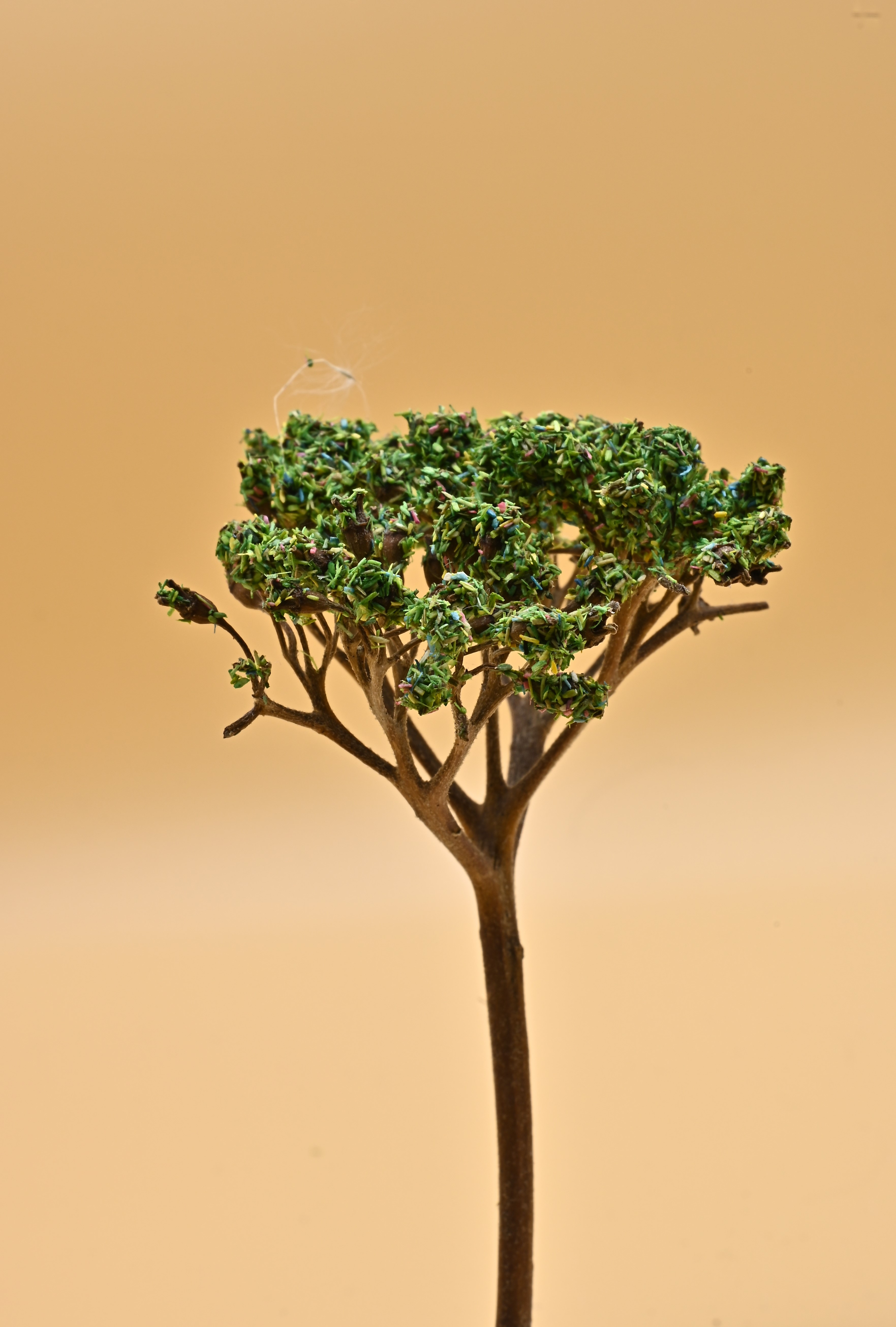 savanne boom 2.JPG